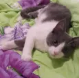 Júnior