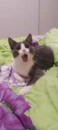 Júnior