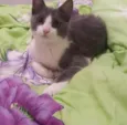 Júnior