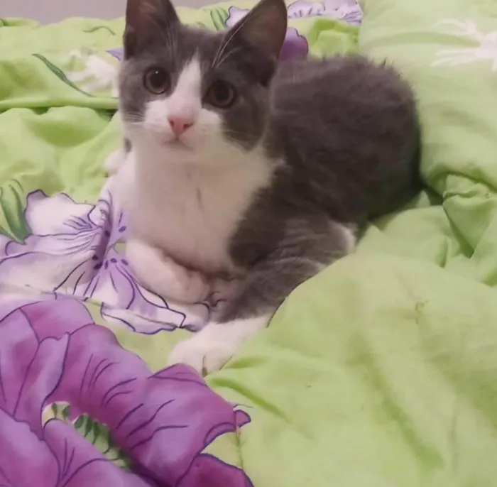 Gato ra a Srd idade 2 a 6 meses nome Júnior