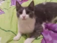 Júnior