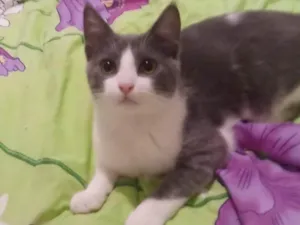 Gato raça Srd idade 2 a 6 meses nome Júnior