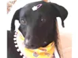 Juju