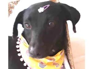 Cachorro raça Srd idade 1 ano nome Juju