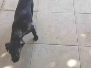 Cachorro raça SRD-ViraLata idade 2 a 6 meses nome Filhota 01