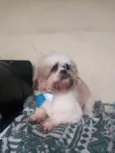 Cachorro raça Shitzu idade 2 anos nome Amora e Amendoim 