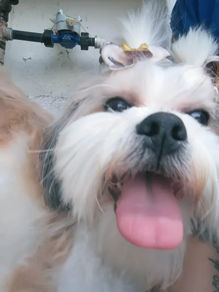 Cachorro raça Shitzu idade 2 anos nome Amora e Amendoim 