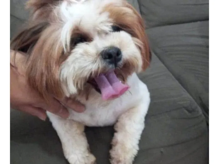Cachorro raça Shitzu idade 2 anos nome Amora e Amendoim 