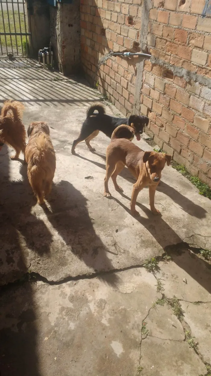 Cachorro ra a tomba lata idade 2 anos nome neguinha, alf, marcelinha e tripa