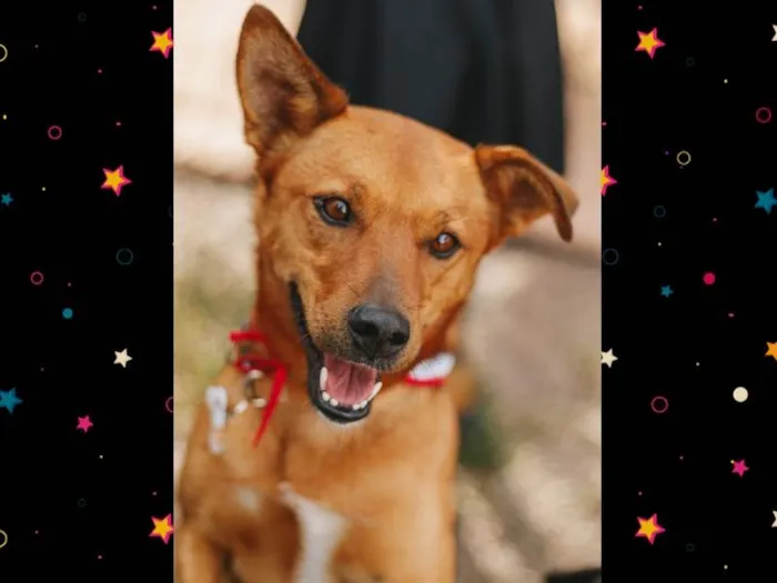 Cachorro ra a Srd idade 3 anos nome FILINA