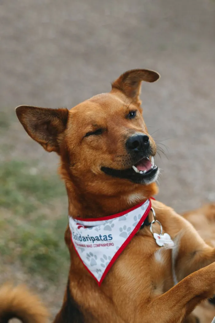 Cachorro ra a Srd idade 3 anos nome FILINA