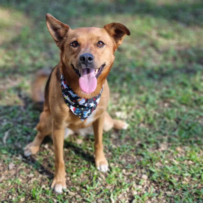 Cachorro ra a Srd idade 3 anos nome FILINA