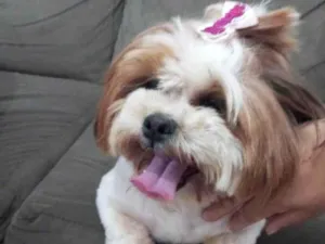 Cachorro raça Shitzu idade 2 anos nome Amora e Amendoim 