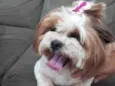 Cachorro raça Shitzu idade 2 anos nome Amora e Amendoim 