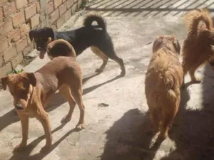 Cachorro raça tomba lata idade 2 anos nome neguinha, alf, marcelinha e tripa