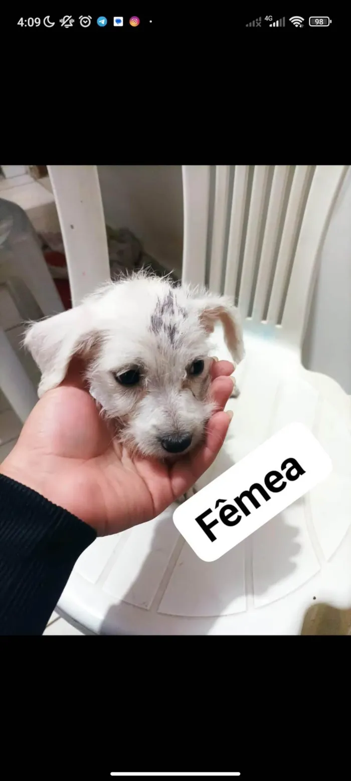 Cachorro ra a SRD-ViraLata idade 2 a 6 meses nome Filhotes