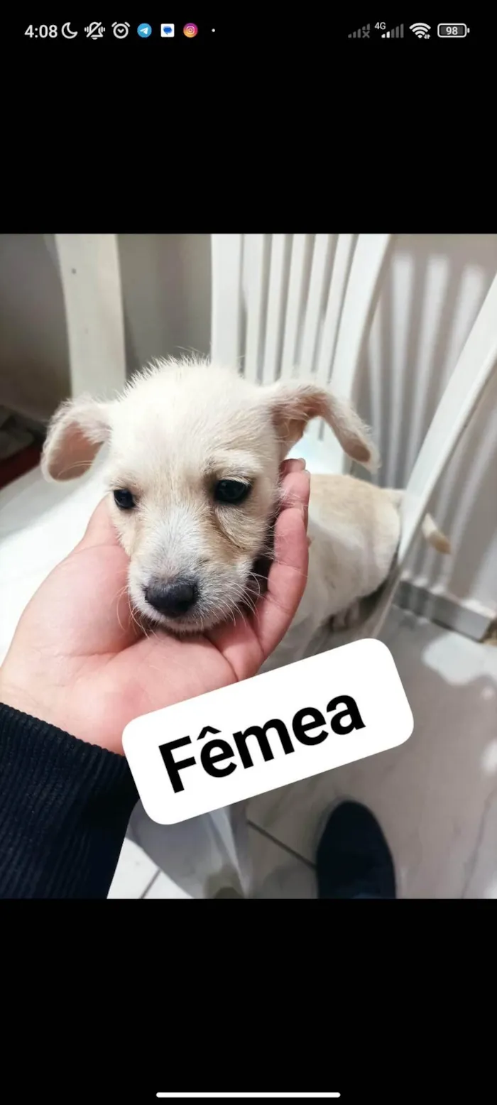 Cachorro ra a SRD-ViraLata idade 2 a 6 meses nome Filhotes