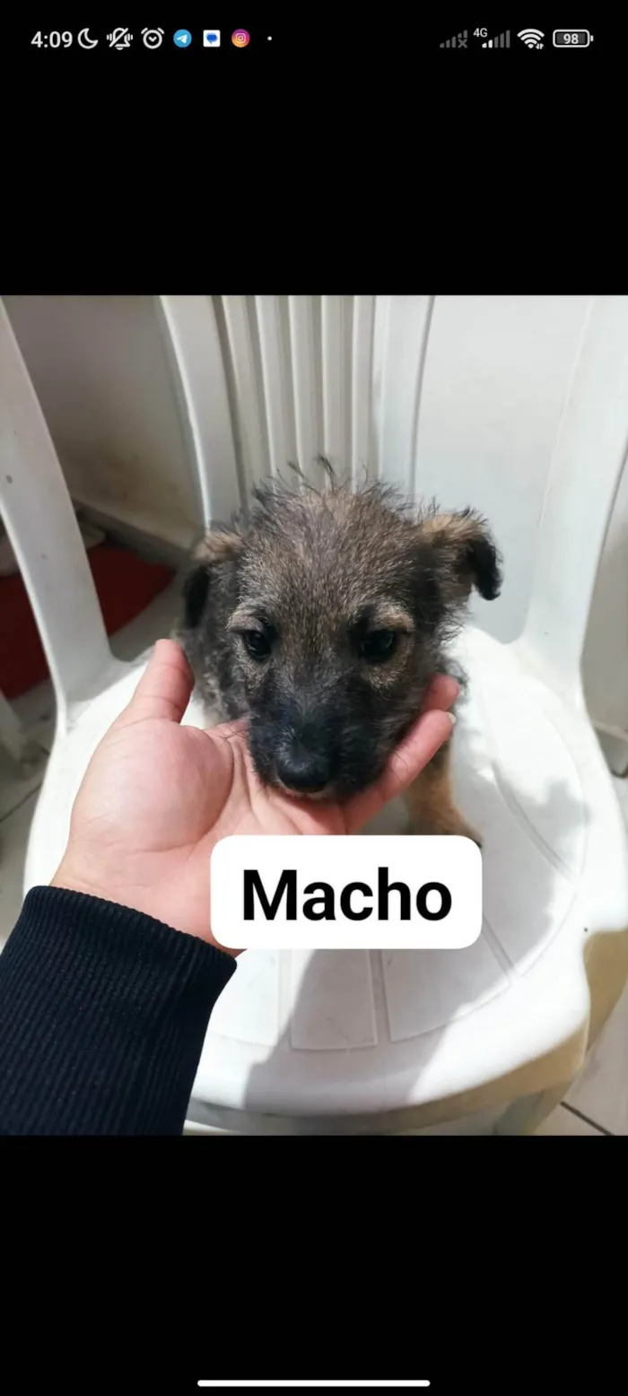 Cachorro ra a SRD-ViraLata idade 2 a 6 meses nome Filhotes