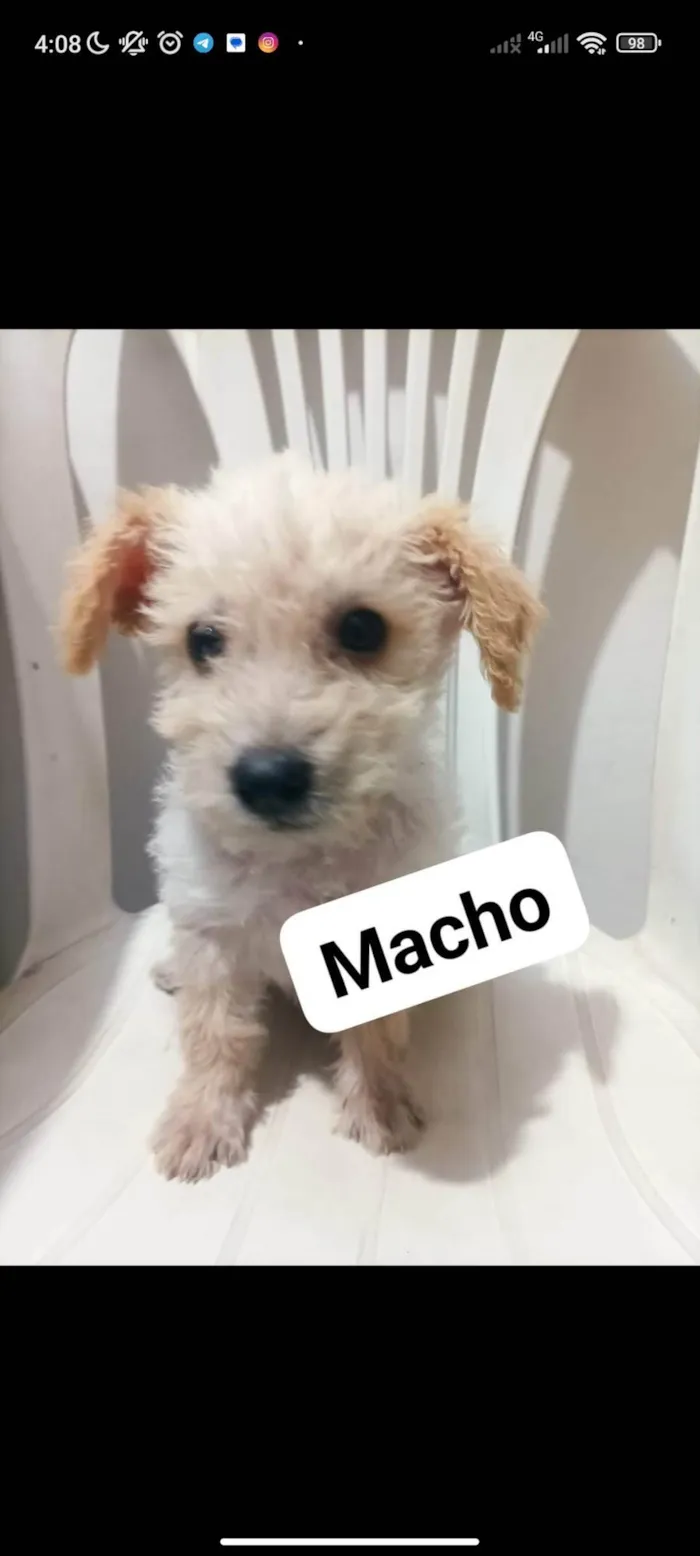 Cachorro ra a SRD-ViraLata idade 2 a 6 meses nome Filhotes