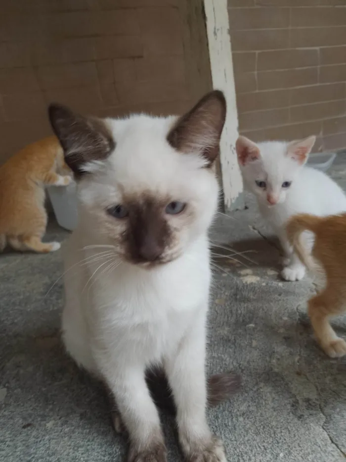 Gato ra a SRD-ViraLata idade 2 a 6 meses nome Sem nome 06