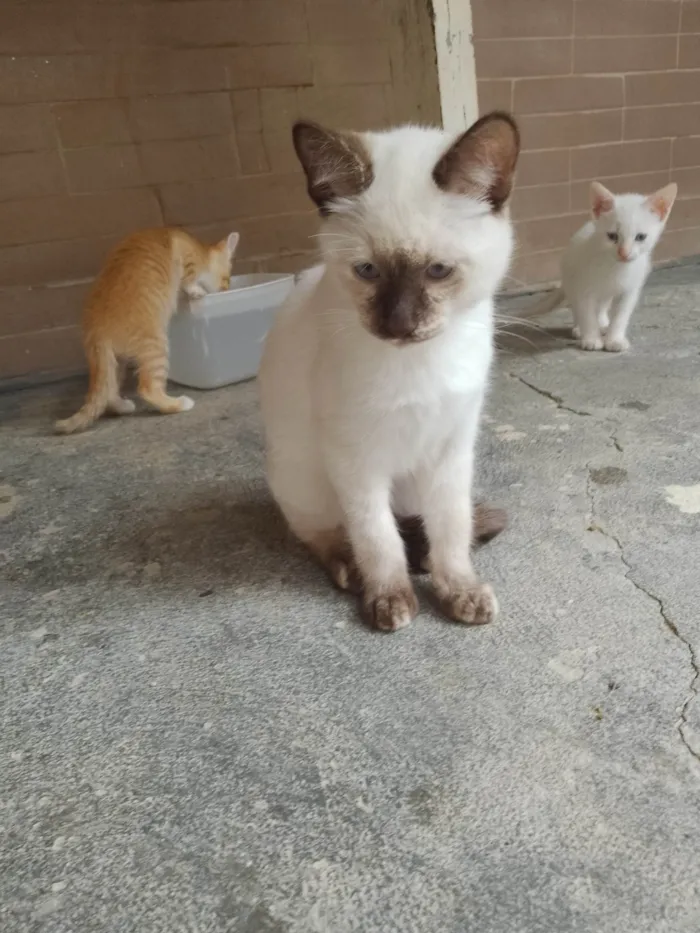 Gato ra a SRD-ViraLata idade 2 a 6 meses nome Sem nome 06