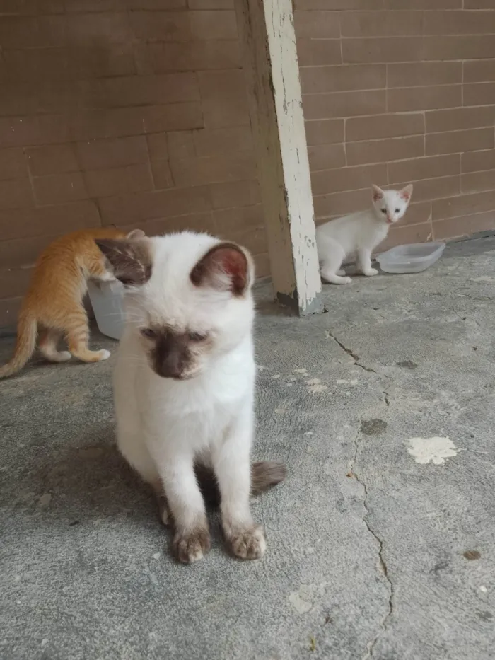 Gato ra a SRD-ViraLata idade 2 a 6 meses nome Sem nome 06