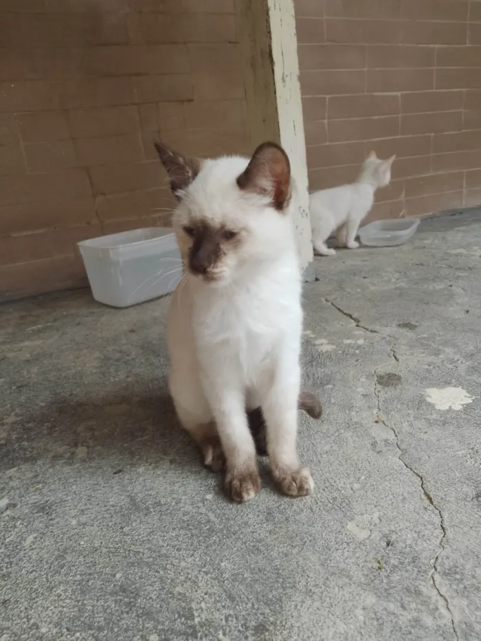 Gato ra a SRD-ViraLata idade 2 a 6 meses nome Sem nome 06