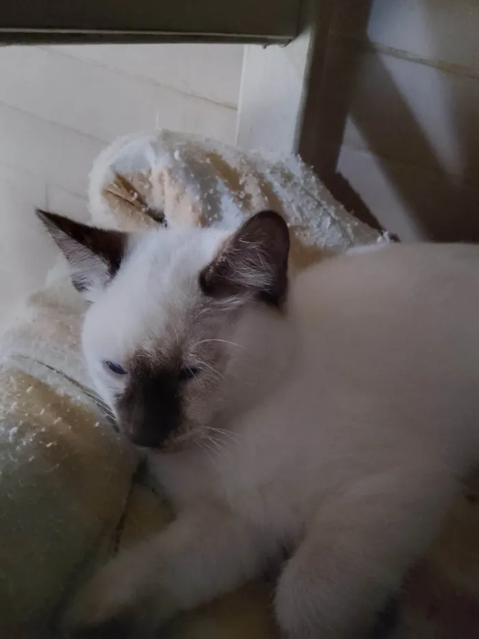 Gato ra a SRD-ViraLata idade 2 a 6 meses nome Sem nome 06