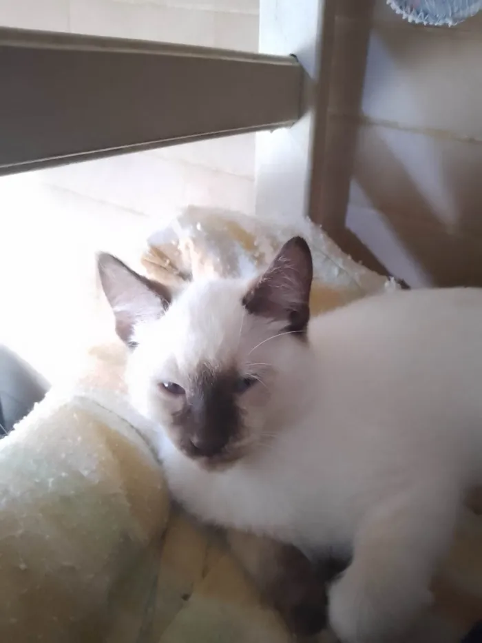 Gato ra a SRD-ViraLata idade 2 a 6 meses nome Sem nome 06