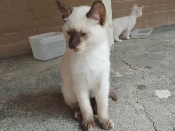 Gato ra a SRD-ViraLata idade 2 a 6 meses nome Sem nome 06