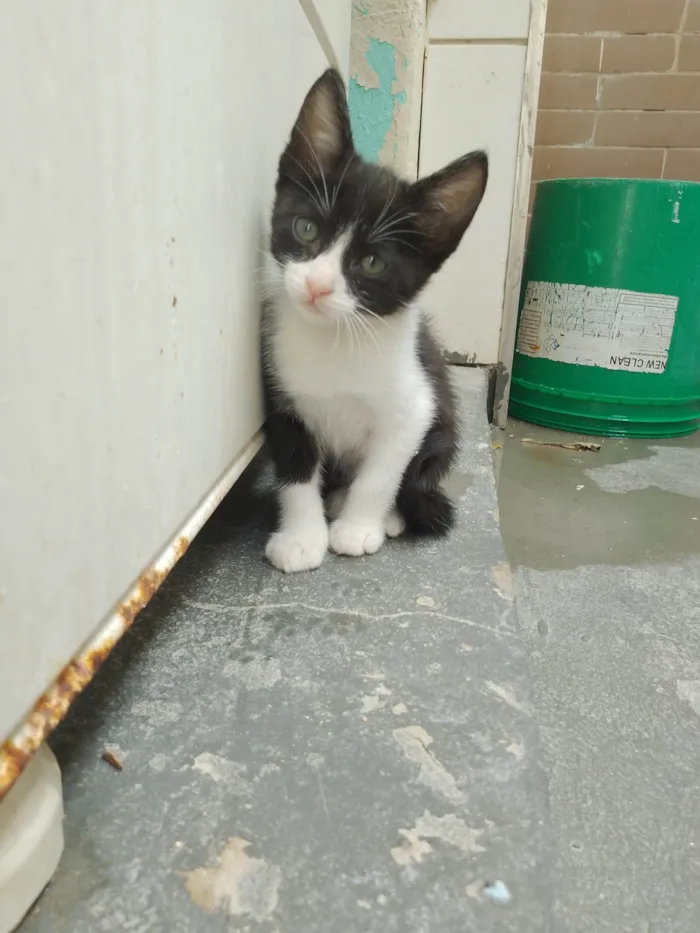 Gato ra a SRD-ViraLata idade 2 a 6 meses nome Sem nome 11