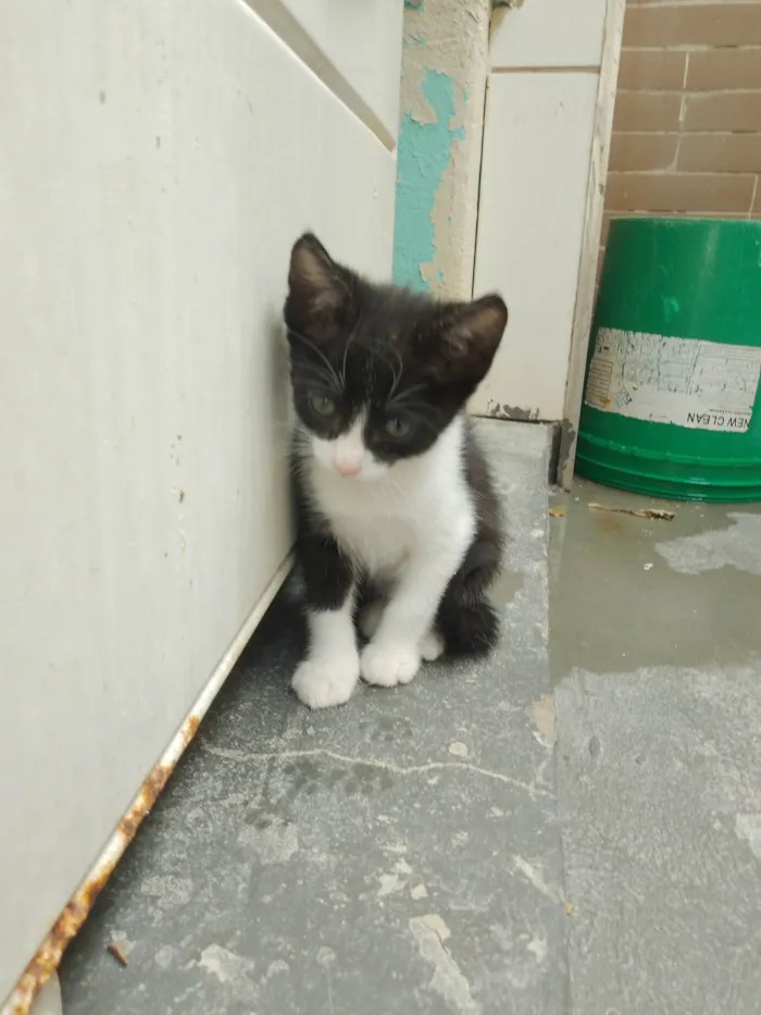 Gato ra a SRD-ViraLata idade 2 a 6 meses nome Sem nome 11