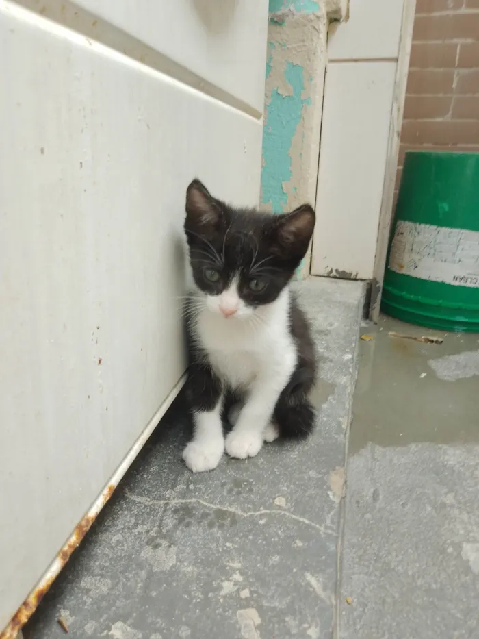 Gato ra a SRD-ViraLata idade 2 a 6 meses nome Sem nome 11
