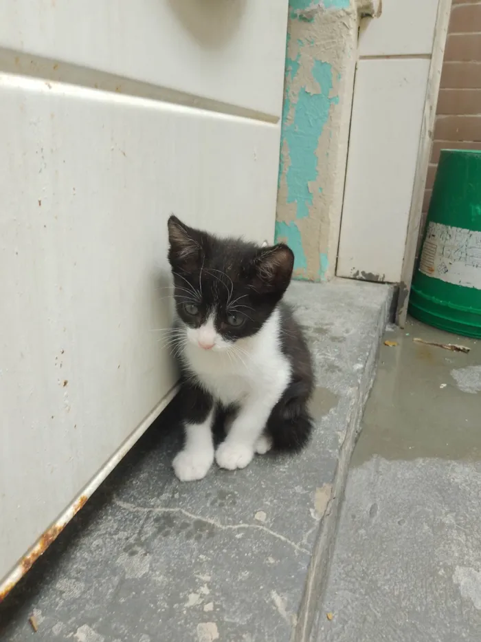 Gato ra a SRD-ViraLata idade 2 a 6 meses nome Sem nome 11