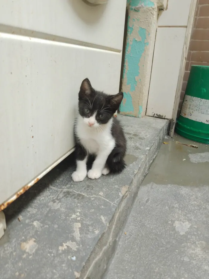 Gato ra a SRD-ViraLata idade 2 a 6 meses nome Sem nome 11