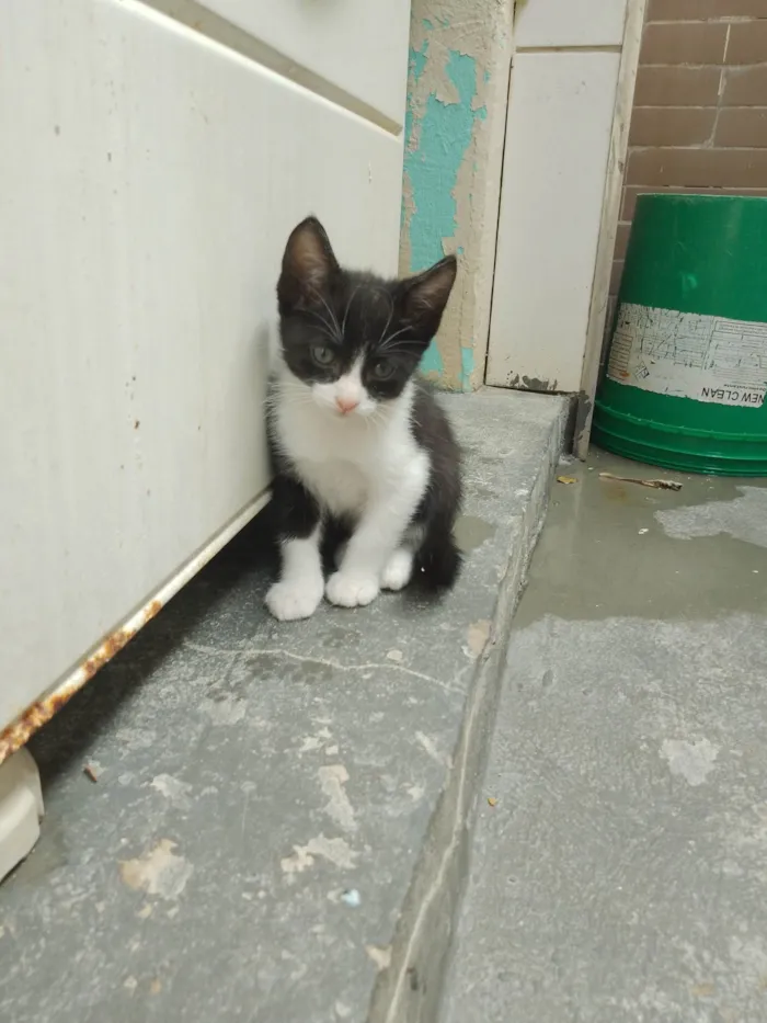 Gato ra a SRD-ViraLata idade 2 a 6 meses nome Sem nome 11