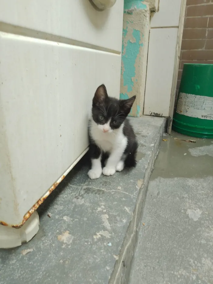 Gato ra a SRD-ViraLata idade 2 a 6 meses nome Sem nome 11