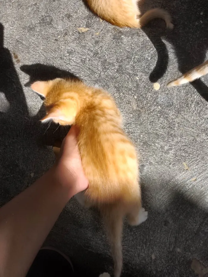 Gato ra a SRD-ViraLata idade 2 a 6 meses nome Sem nome 12
