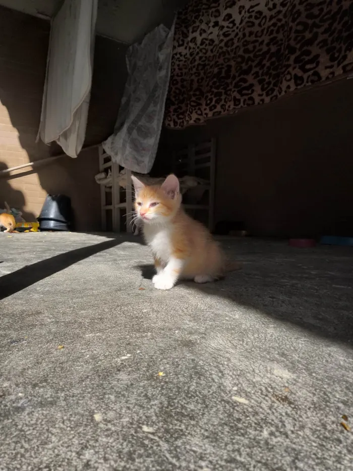 Gato ra a SRD-ViraLata idade 2 a 6 meses nome Sem nome 12