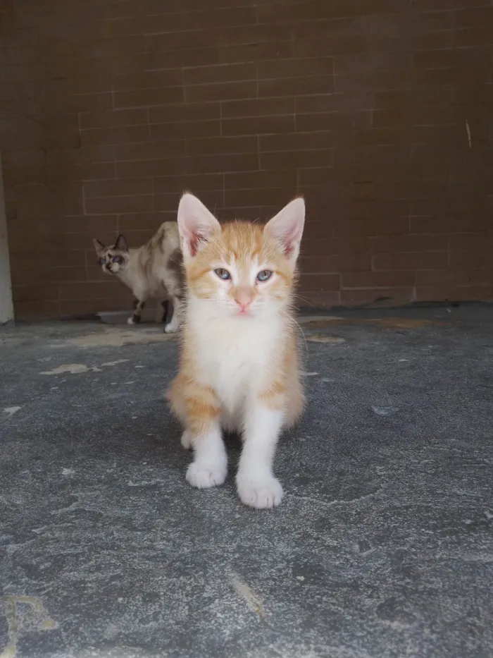 Gato ra a SRD-ViraLata idade 2 a 6 meses nome Sem nome 12