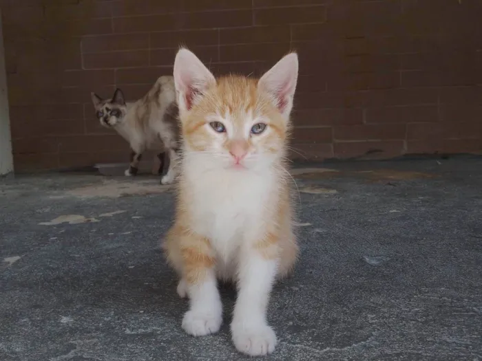 Gato ra a SRD-ViraLata idade 2 a 6 meses nome Sem nome 12