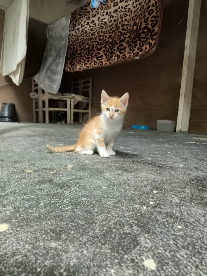 Gato ra a SRD-ViraLata idade 2 a 6 meses nome Sem nome 13 