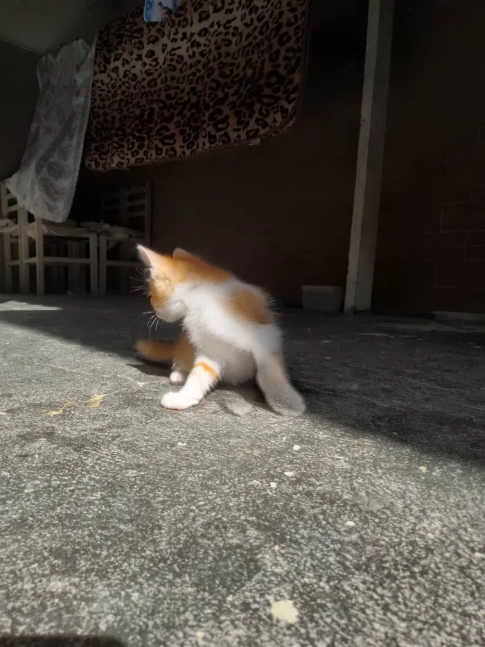 Gato ra a SRD-ViraLata idade 2 a 6 meses nome Sem nome 135