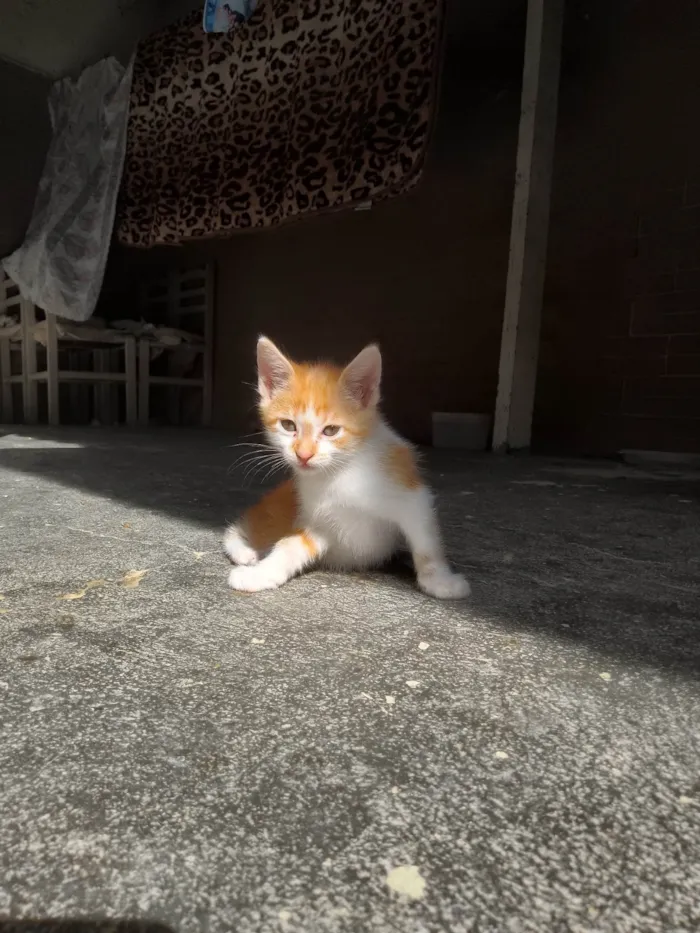 Gato ra a SRD-ViraLata idade 2 a 6 meses nome Sem nome 135