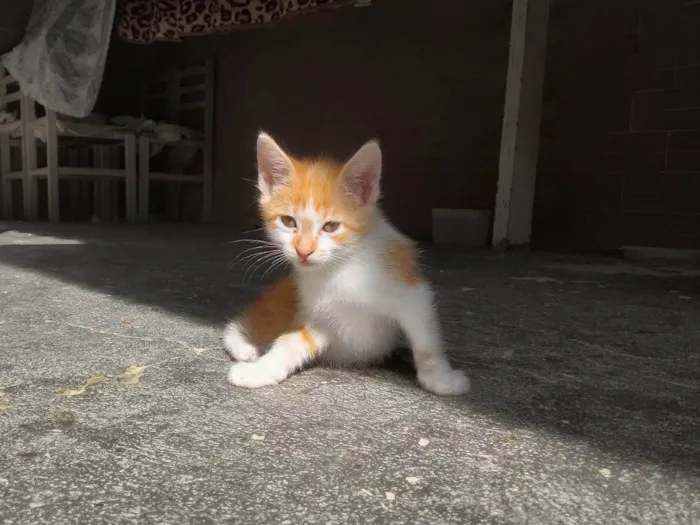 Gato ra a SRD-ViraLata idade 2 a 6 meses nome Sem nome 135