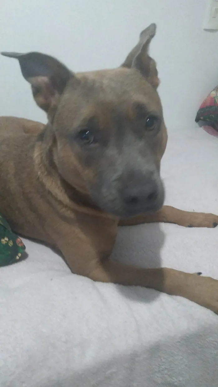 Cachorro ra a Pit-Bull idade 2 anos nome Nala