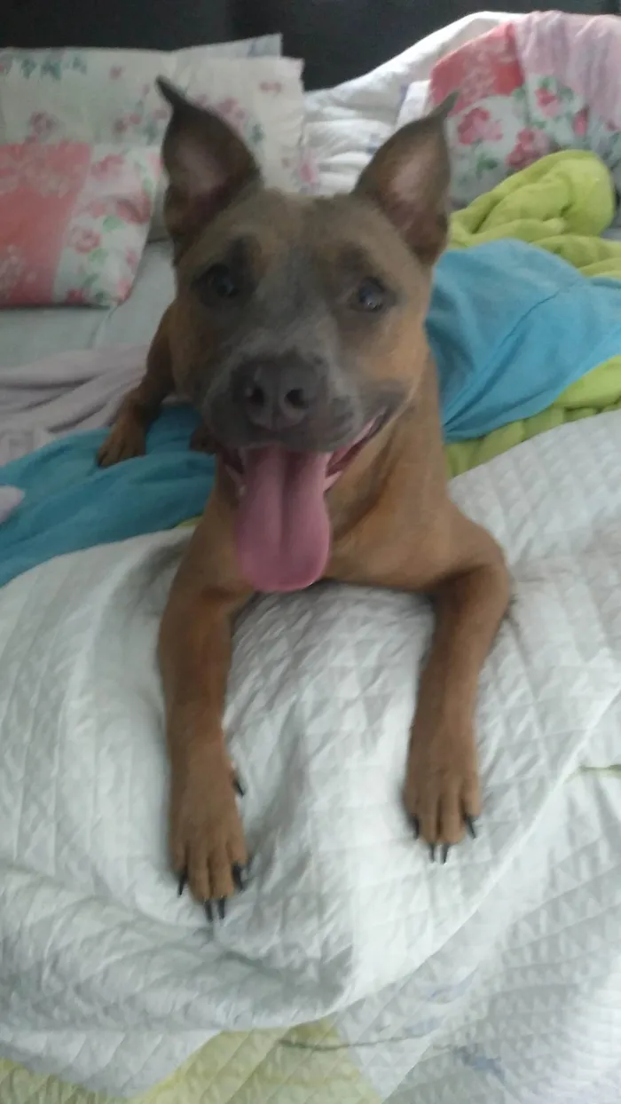 Cachorro ra a Pit-Bull idade 2 anos nome Nala