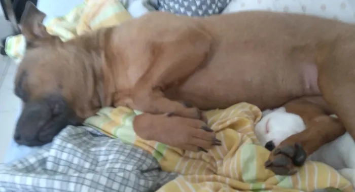 Cachorro ra a Pit-Bull idade 2 anos nome Nala