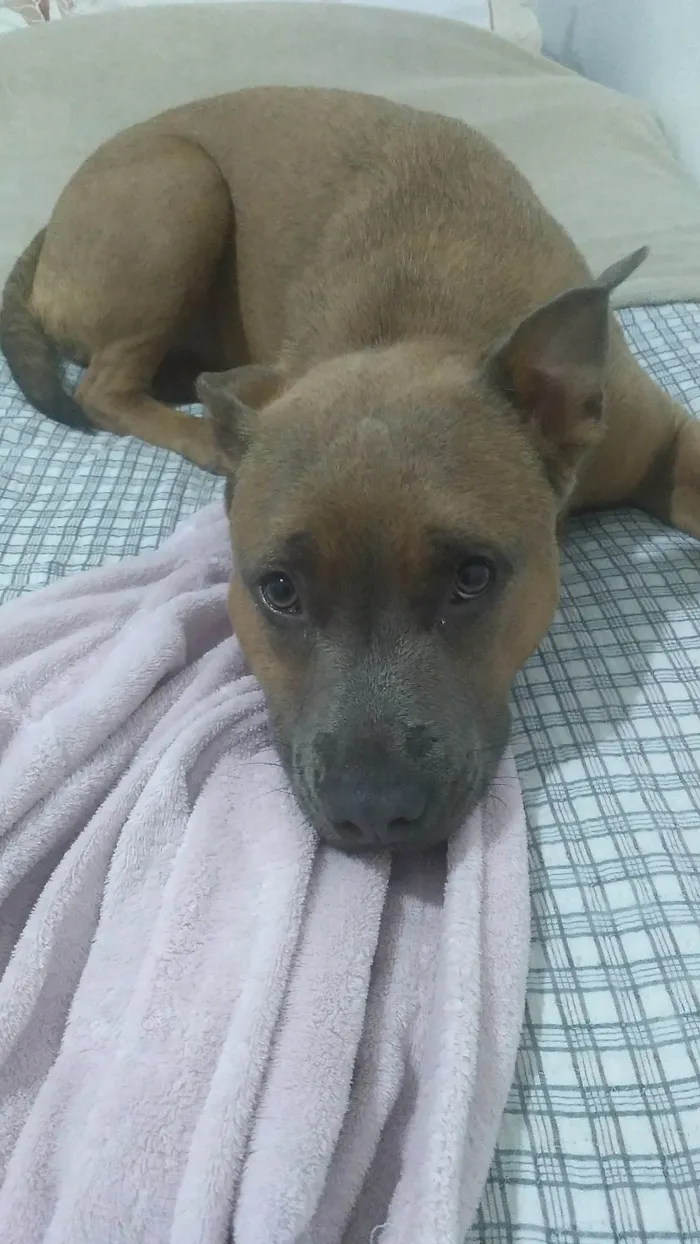 Cachorro ra a Pit-Bull idade 2 anos nome Nala