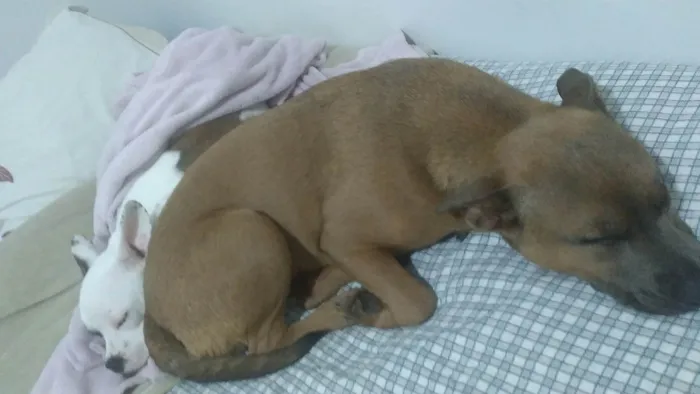 Cachorro ra a Pit-Bull idade 2 anos nome Nala